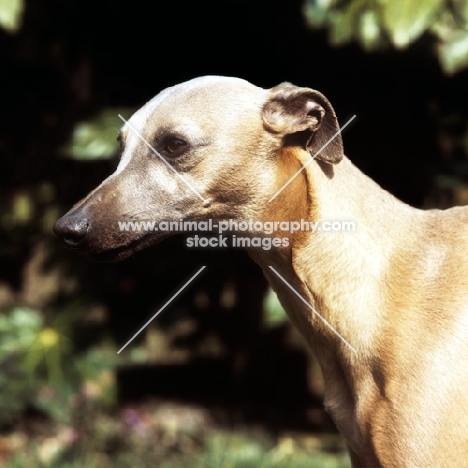 whippet from shalfleet kennels