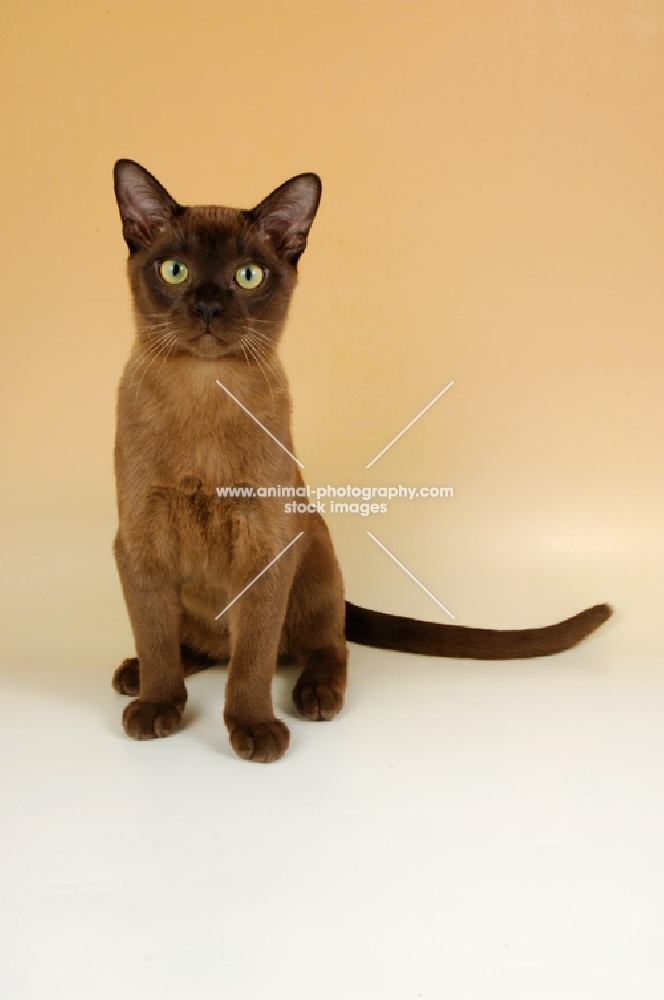 young chocolate burmese cat sitting down