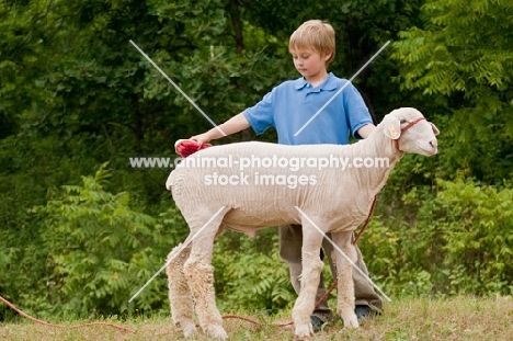 Young boy grooming his show ready Columbia sheep