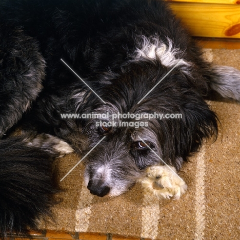 border collie cross bearded collie, portrait  