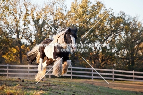 Gypsy Vanner running in field