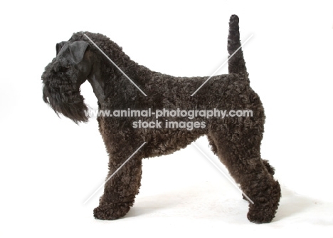 Kerry Blue Terrier side view