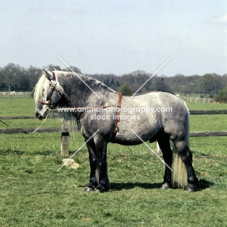 glenorchy of keir, highland pony stallion, 