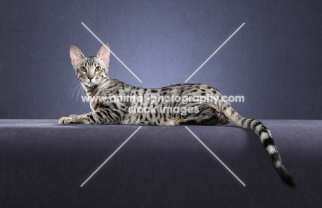 Serengeti lying down on grey background