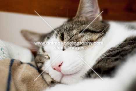 tabby and white cat falling asleep