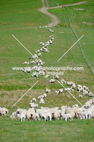flock of Scottish Mule ewes, Texel cross bred and Suffolk cross bred