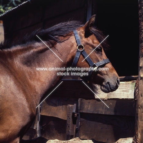 head and shoulders shot of caspian pony