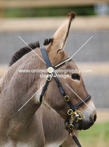 Bridled donkey looking away