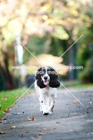 springer spaniel running down sidewalk