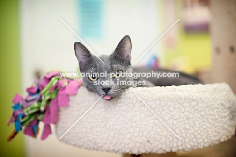 gray cat with tongue out