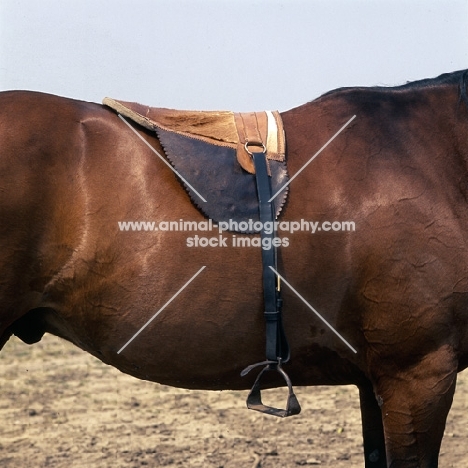 traditional girthless saddle on Hungarian Horse  