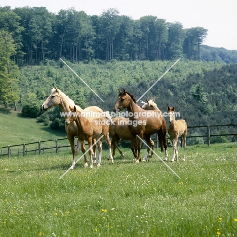 group of 2 palomino mares and a bay mare with foals