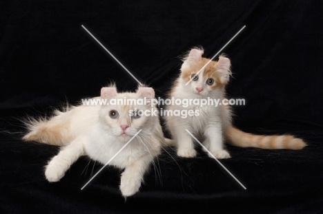 two American Curl cats