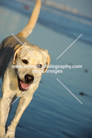 cream Labrador Retriever on beach