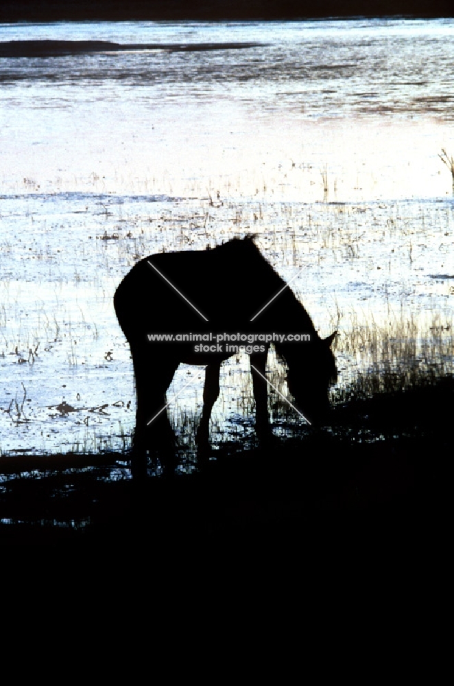 chincoteague pony on assateague island