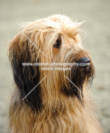 Briard head study