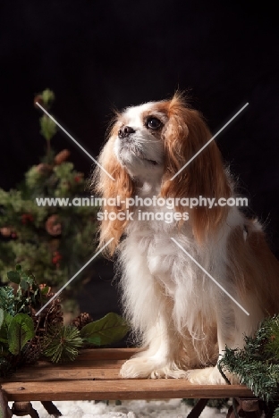 cavalier king charles spaniel with chrismas