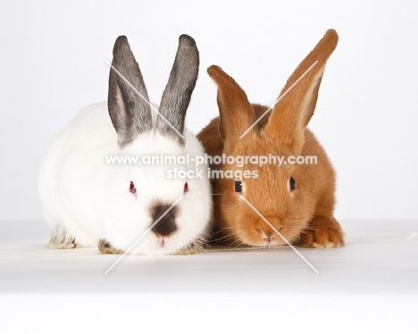 two New Zealand rabbits