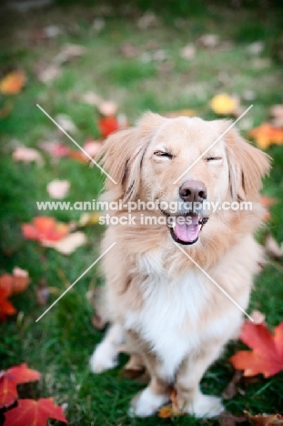 Golden Retriever mixed breed