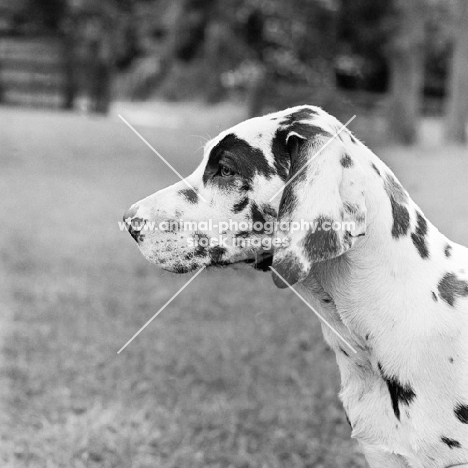 young harlequin great dane, portrait