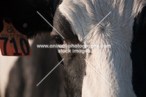 head shot of black and white Holstein heifer cow