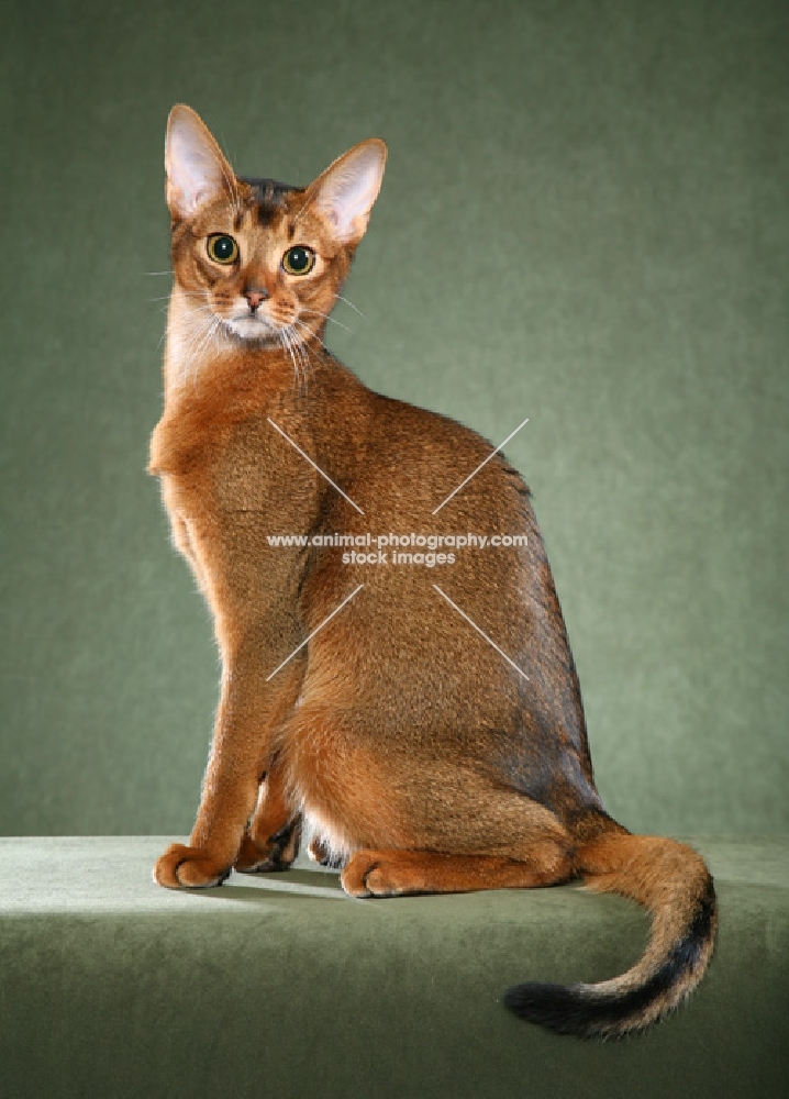 Ruddy Abyssinian male sitting to left looking at camera against a sage-green background.