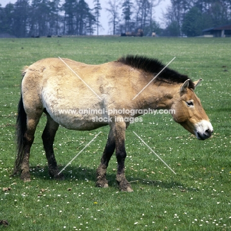 przewalski's horse at whipsnade on a quest