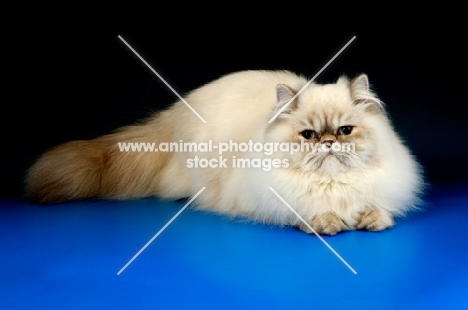 lilac colourpoint colourpoint cat, lying down. (Aka: Persian or Himalayan)