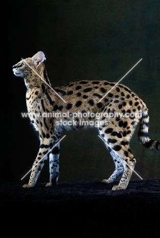 Serval cat, side view