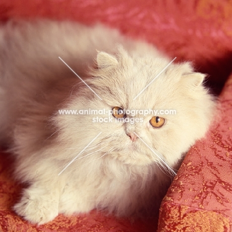 ch startops sans souci, long hair cream cat lying in a chair