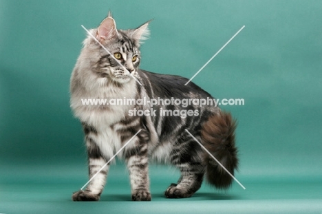 Silver Classic Tabby Maine Coon, standing on green background