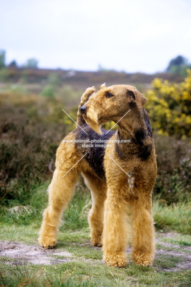 ch ginger xmas carol, airedale standing in the countryside, best in show at crufts