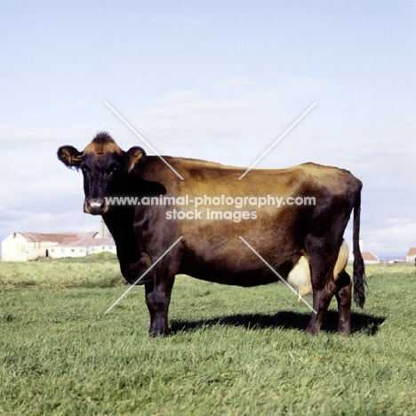 icelandic cow in field in iceland