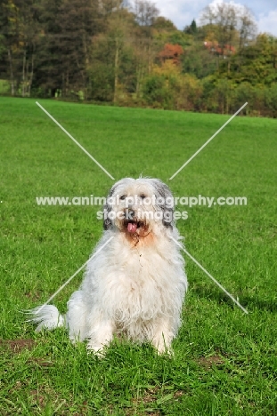 Polish Lowland Sheepdog sitting in field