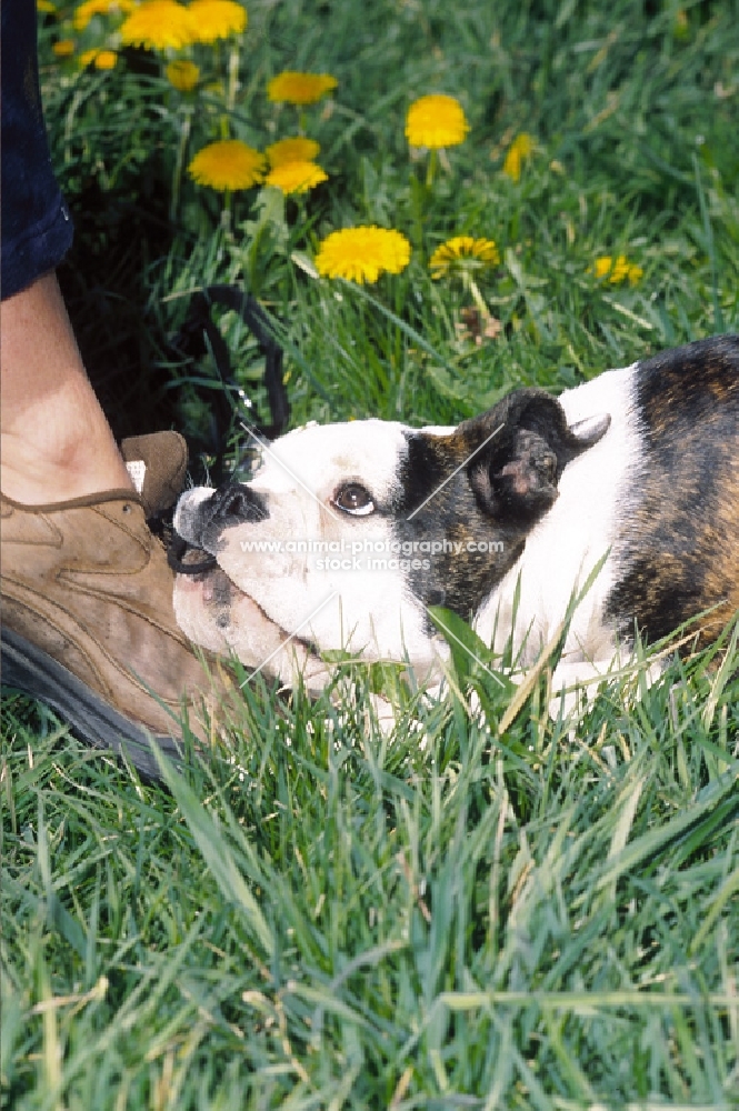 Olde English Bulldogge, chewing shoe