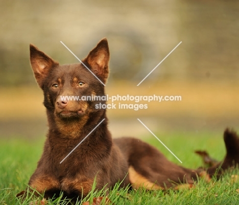 brown Australian Kelpie lying in grass