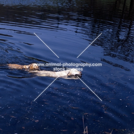 two labradors taking a swim