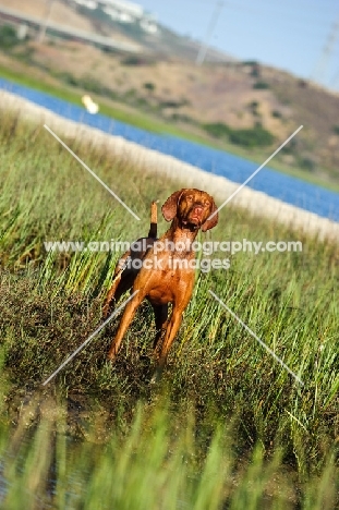 Hungarian Vizsla in field