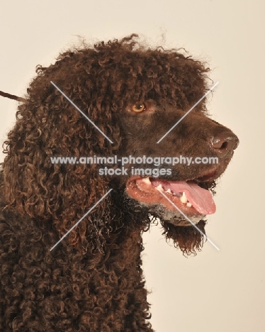 Irish Water Spaniel profile