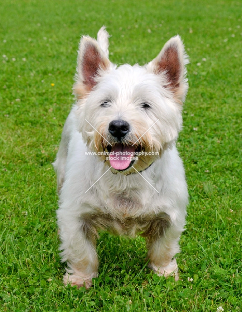 west highland white terrier standing on grass