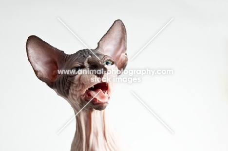 sphynx talking