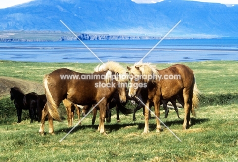 two iceland mares having a chat  at sauderkrokur iceland