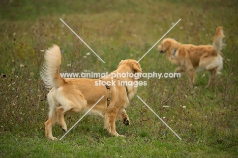 two golden retrievers in a field