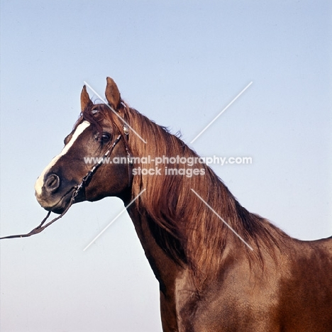 Magnifico, Arab stallion head and shoulders  