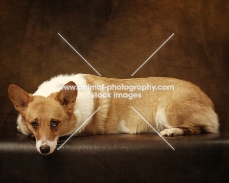 Pembroke Corgi in studio, brown background