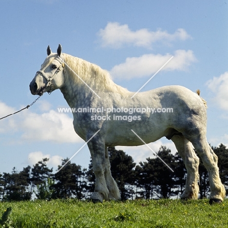 aramis, boulonnais stallion