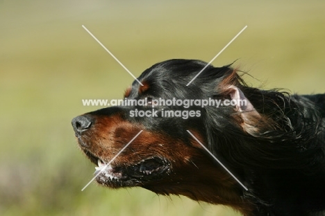 Gordon Setter, concentrating