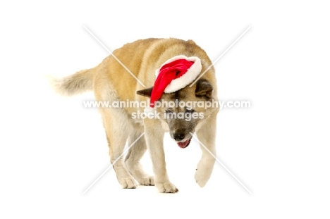 Large Akita dog sat wearing a Santa Christmas hat isolated on a white background