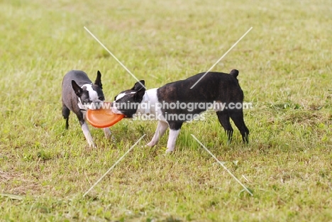 Boston Terriers tug of war with frisbee