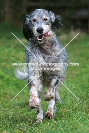 English Setter running, front view
